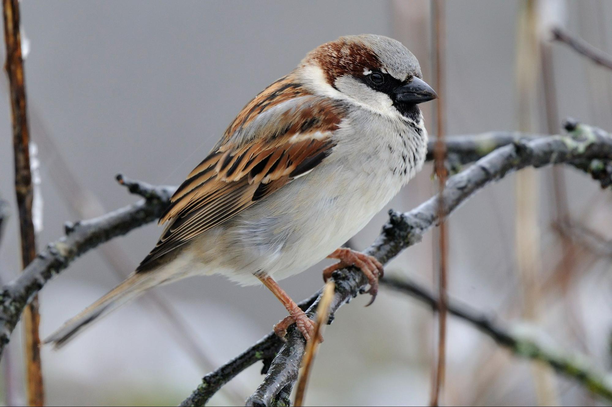 Le silence des&nbsp;moineaux